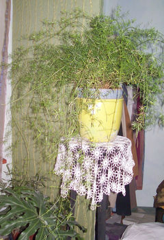 asparagus