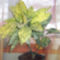 croton