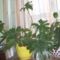 filodendron és ficus