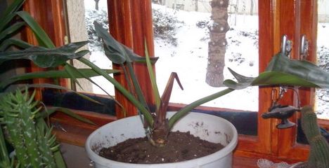 piruló philodendron