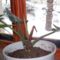 piruló philodendron