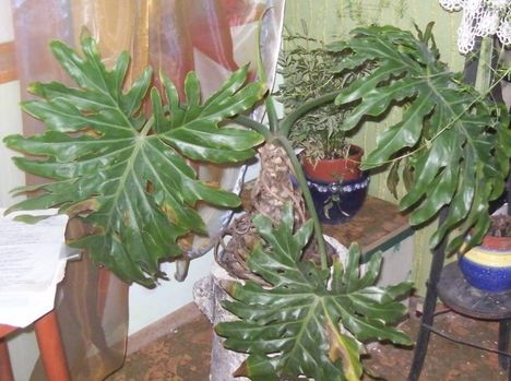  törzses filodendron