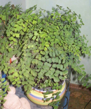 vénus fodorka