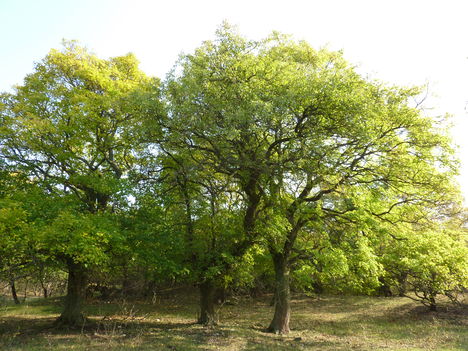 Legelő "hagyásfákkal"