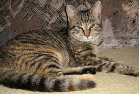 Tigris