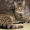 Tigris