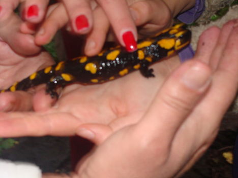 2009 szeptember 196