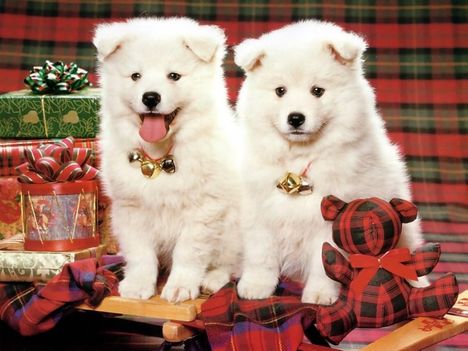 karácsonyi kutyusok