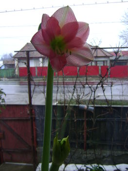 amarilisz apple blossom