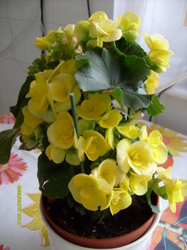 begonia