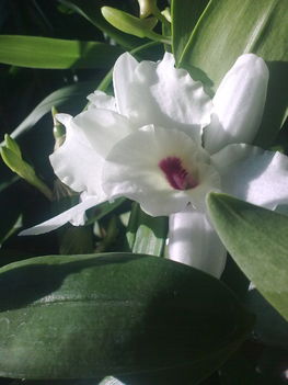 Dendrobium Orchidea/közelről/ ujra virágzik