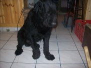 ZEUSZ