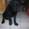 ZEUSZ
