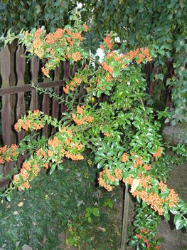 pyracantha