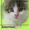 Sya