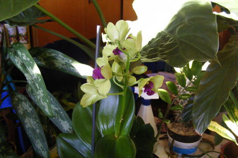 Dondrobium Orchidea 1