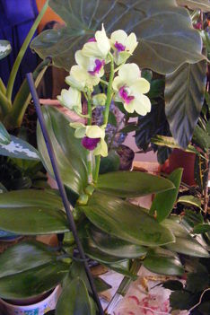 Dondrobium Orchidea 2