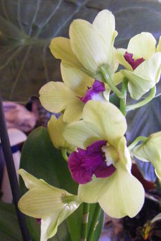 Dondrobium Orchidea 3