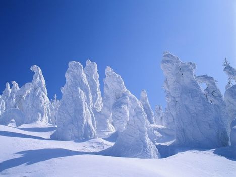 Havas fenyők - gyönyörű téli tájkép