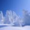 Havas fenyők - gyönyörű téli tájkép