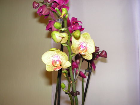 orchidea 3
