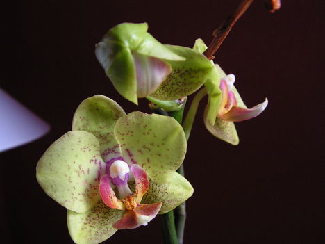 orchidea 4