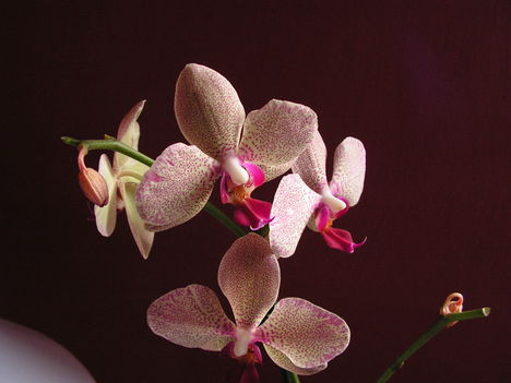 orchidea 5