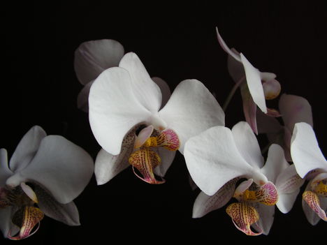 orchidea 6