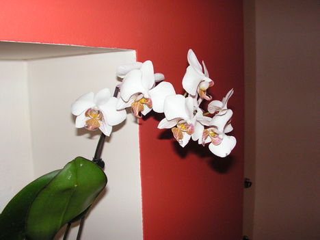orchidea 7