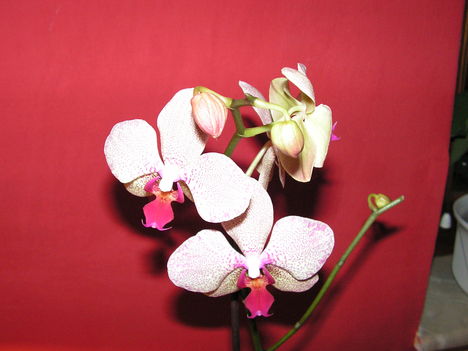 orchidea 8