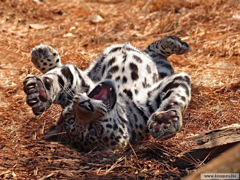 hempergő leopárd