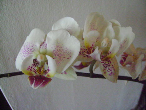 lepkeorhidea