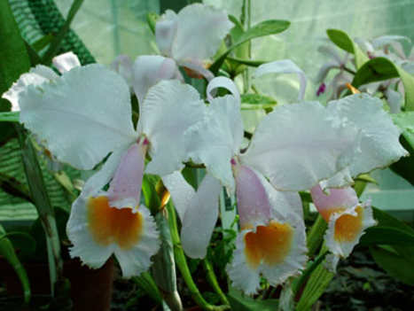 orchidea6
