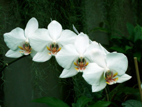 orchidea 4