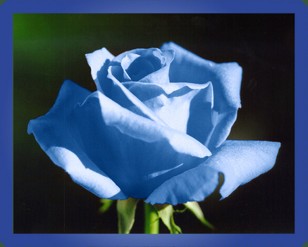 Rose_blue