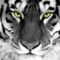 tigris-321