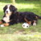 Bessy 11