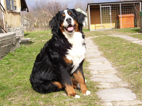 Bessy 12