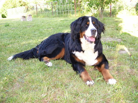 Bessy 18
