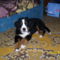 Bessy 1