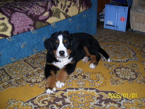 Bessy 4