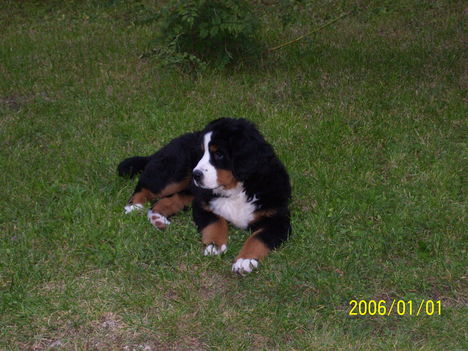 Bessy 6