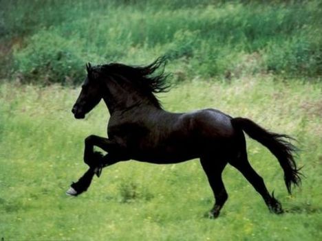 vágtató fekete ló