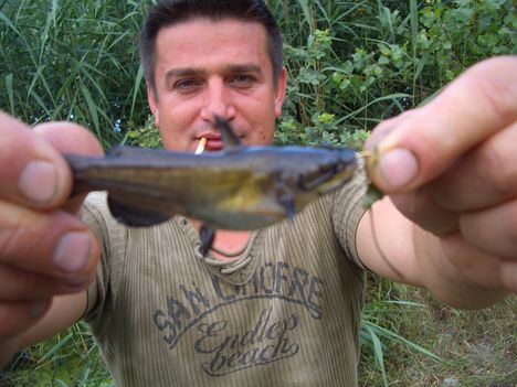 Duna-tisza (csati gyümölcsei)2009