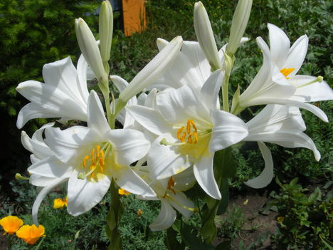 nagyfejü trombita virág