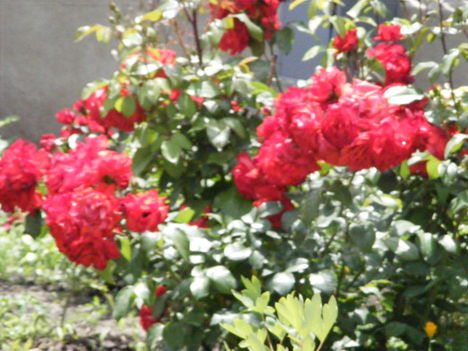 rózsafa