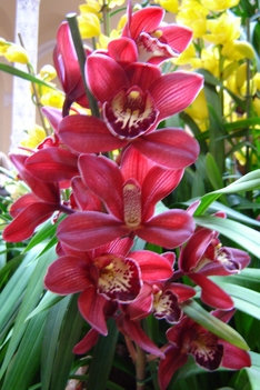 orchideák1