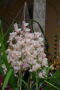 orchideák2