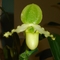 orchideák3