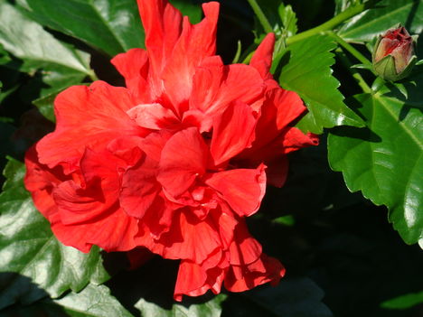 hibiszkusz /itt még az enyém volt/